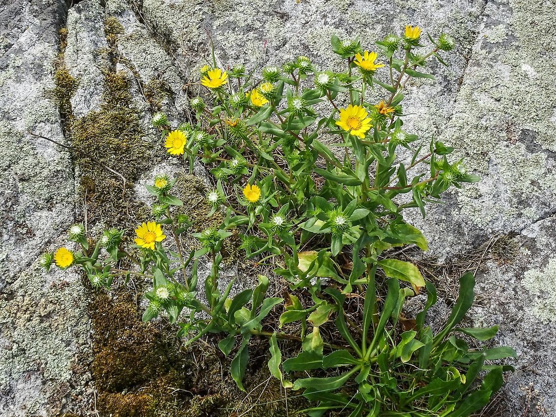 A Coastal Gumplant. This plant is fortunate enough to be in a rock crevice that retains moisture. Canada,Coastal Gumplant,Geotagged,Grindelia stricta,Oregon Gumplant,Summer