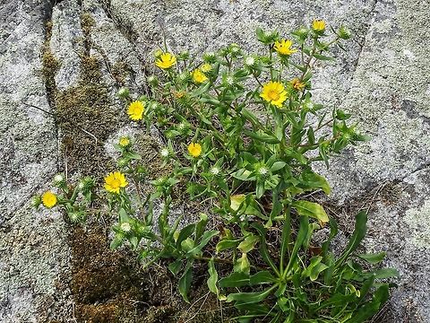 A Coastal Gumplant. This plant is fortunate enough to be in a rock crevice that retains moisture. Canada,Coastal Gumplant,Geotagged,Grindelia stricta,Oregon Gumplant,Summer