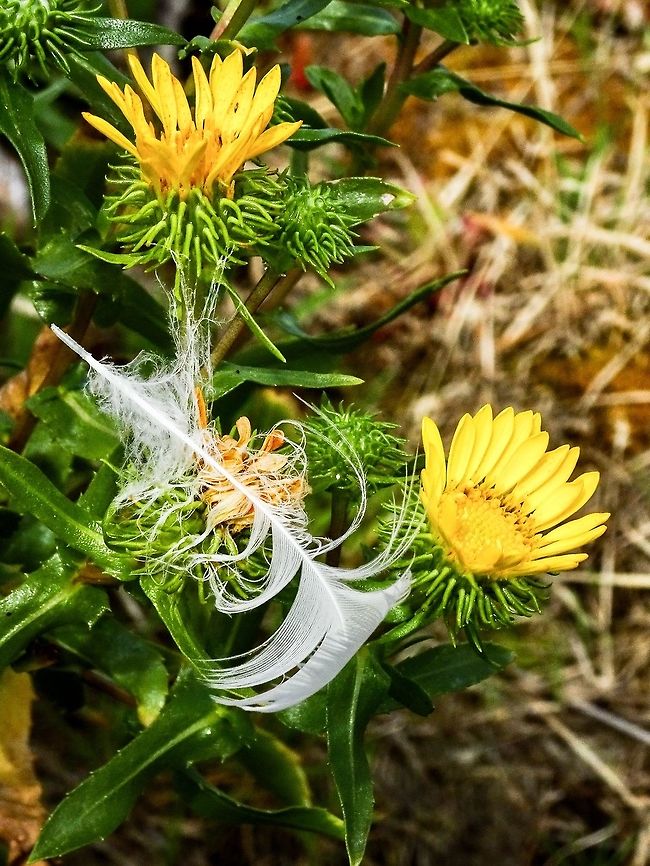 A “Gluey Bud” Doing It’s Job! One of the many gull feathers floating in the air on Centre Islet happened to get caught amongst these Grindelia stricta blossoms. Canada,Geotagged,Grindelia stricta,Oregon Gumplant,Summer