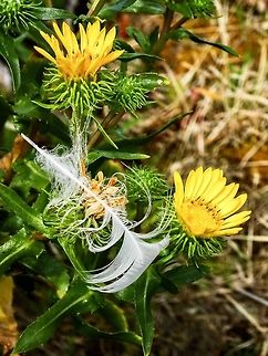 A &ldquo;Gluey Bud&rdquo; Doing It&rsquo;s Job! One of the many gull feathers floating in the air on Centre Islet happened to get caught amongst these Grindelia stricta blossoms. Canada,Geotagged,Grindelia stricta,Oregon Gumplant,Summer