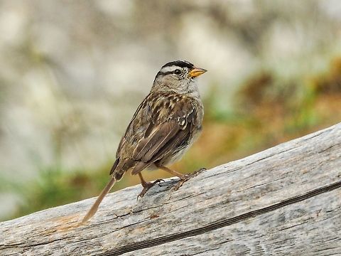 A White-crowned Sparrow This fellow may be thinking about getting a new outfit for winter. Raising a family is hard on the feathers!   Canada,Geotagged,Summer,White-crowned Sparrow,Zonotrichia leucophrys