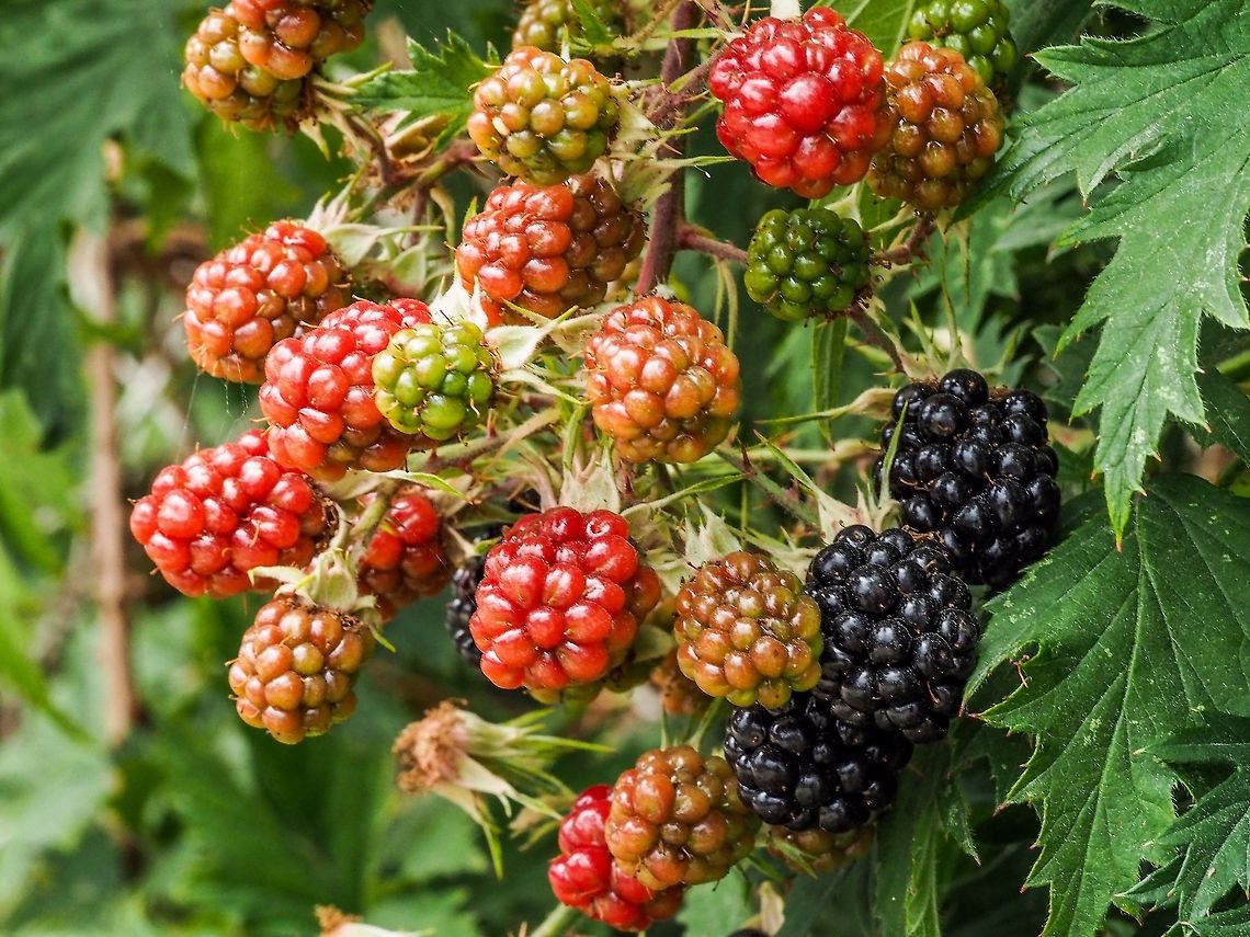 Cutleaf Evergreen Blackberries! The fruit of Rubus laciniatus on this plant is a little later than on the Rubus armeniacus plant across the road perhaps due its shadier situation. The fruit of R. laciniatus forms in clusters while that of R. armeniacus seems to be spread along a stem.   <br />
<figure class="photo"><a href="https://www.jungledragon.com/image/31731/oregon_blackberry.html" title="Oregon Blackberry"><img src="https://s3.amazonaws.com/media.jungledragon.com/images/2428/31731_thumb.jpg?AWSAccessKeyId=05GMT0V3GWVNE7GGM1R2&Expires=1769040010&Signature=2MfskRA5Q3n4egv%2Fwxb7%2B7E56x8%3D" width="152" height="152" alt="Oregon Blackberry A delicious berry that now grows all over the state like weeds is in season. You can see the different stages of the fruit in this image. The western side of Oregon is so prolific that it is rare that you don't see them growing along side every path and road that is not mowed or developed. Himalayan Blackberry,Rubus armeniacus" /></a></figure> Canada,Cutleaf Evergreen Blackberry,Geotagged,Rubus laciniatus,Summer
