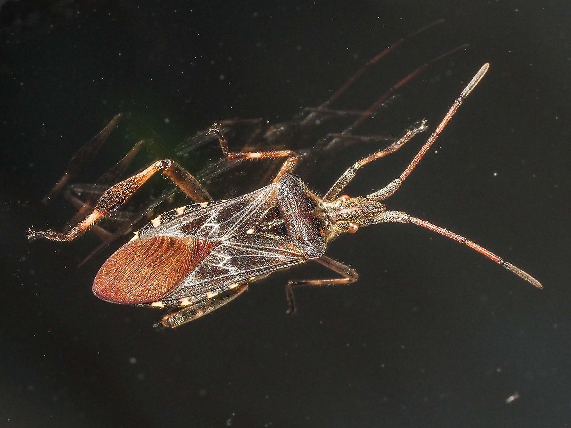 A WCSB Enjoying the Sunshine... ... while sitting on the outside of our living room window! Canada,Geotagged,Leptoglossus occidentalis,Summer,Western conifer seed bug