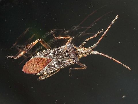 A WCSB Enjoying the Sunshine... ... while sitting on the outside of our living room window! Canada,Geotagged,Leptoglossus occidentalis,Summer,Western conifer seed bug