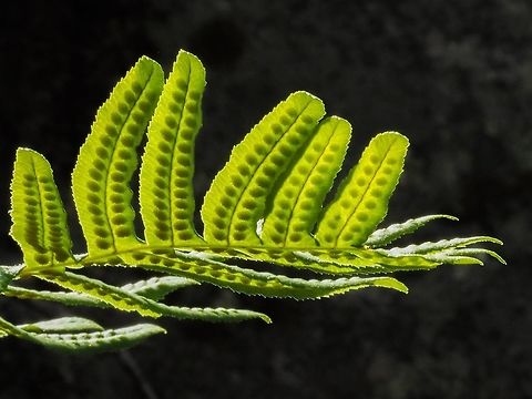 A Frond Of The Licorice Root Fern As a child I can remember a friend bringing the rhizome of this fern to school (I must of been 8 years old) for me to chew on. Yes, it does taste like licorice. The sori on the underside will release the spores later in fall when it is cool and humid.
https://www.jungledragon.com/image/83494/polypodium_glycyrrhiza_growing_out_of_a_moss_covered_rock_wall.html
https://www.jungledragon.com/image/83495/polypodium_glycyrrhiza_a_habitat_photo.html
 Canada,Geotagged,Licorice Fern,Polypodium  glycyrrhiza,Polypodium glycyrrhiza,Summer