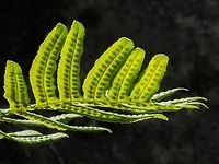 A Frond Of The Licorice Root Fern As a child I can remember a friend bringing the rhizome of this fern to school (I must of been 8 years old) for me to chew on. Yes, it does taste like licorice. The sori on the underside will release the spores later in fall when it is cool and humid.<br />
https://www.jungledragon.com/image/83494/polypodium_glycyrrhiza_growing_out_of_a_moss_covered_rock_wall.html<br />
https://www.jungledragon.com/image/83495/polypodium_glycyrrhiza_a_habitat_photo.html<br />
 Canada,Geotagged,Licorice Fern,Polypodium  glycyrrhiza,Polypodium glycyrrhiza,Summer