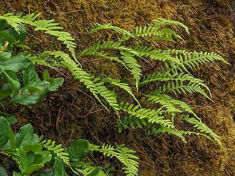 Polypodium glycyrrhiza Growing Out of a Moss Covered Rock Wall. P. glycyrrhiza is a deciduous fern that appears in the summer months. The many fronds spring from the branched rhizome hence the other common name &ldquo;many-footed fern&rdquo;. 
https://www.jungledragon.com/image/83493/a_frond_of_the_licorice_root_fern.html
https://www.jungledragon.com/image/83495/polypodium_glycyrrhiza_a_habitat_photo.html Canada,Geotagged,Polypodium  glycyrrhiza,Polypodium glycyrrhiza,Summer