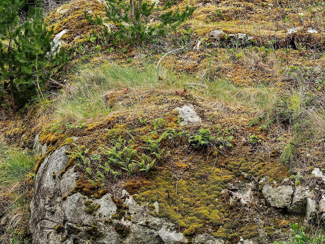 Polypodium glycyrrhiza, a Habitat Photo. This summer deciduous fern has been used by the First Nation people as a remedy for sore throats and colds. The rhizomes were chewed or steeped in hot water to make a tea. <br />
<figure class="photo"><a href="https://www.jungledragon.com/image/83493/a_frond_of_the_licorice_root_fern.html" title="A Frond Of The Licorice Root Fern"><img src="https://s3.amazonaws.com/media.jungledragon.com/images/2839/83493_thumb.jpeg?AWSAccessKeyId=05GMT0V3GWVNE7GGM1R2&Expires=1759968010&Signature=ZlfE525i5mzpND9HIo6jTUyOsws%3D" width="200" height="150" alt="A Frond Of The Licorice Root Fern As a child I can remember a friend bringing the rhizome of this fern to school (I must of been 8 years old) for me to chew on. Yes, it does taste like licorice. The sori on the underside will release the spores later in fall when it is cool and humid.<br />
https://www.jungledragon.com/image/83494/polypodium_glycyrrhiza_growing_out_of_a_moss_covered_rock_wall.html<br />
https://www.jungledragon.com/image/83495/polypodium_glycyrrhiza_a_habitat_photo.html<br />
 Canada,Geotagged,Licorice Fern,Polypodium  glycyrrhiza,Polypodium glycyrrhiza,Summer" /></a></figure><br />
<figure class="photo"><a href="https://www.jungledragon.com/image/83494/polypodium_glycyrrhiza_growing_out_of_a_moss_covered_rock_wall.html" title="Polypodium glycyrrhiza Growing Out of a Moss Covered Rock Wall."><img src="https://s3.amazonaws.com/media.jungledragon.com/images/2839/83494_thumb.jpeg?AWSAccessKeyId=05GMT0V3GWVNE7GGM1R2&Expires=1759968010&Signature=Cey%2FY%2B4e9JG4KTiBQaD43Uzz4Lk%3D" width="200" height="152" alt="Polypodium glycyrrhiza Growing Out of a Moss Covered Rock Wall. P. glycyrrhiza is a deciduous fern that appears in the summer months. The many fronds spring from the branched rhizome hence the other common name &ldquo;many-footed fern&rdquo;. <br />
https://www.jungledragon.com/image/83493/a_frond_of_the_licorice_root_fern.html<br />
https://www.jungledragon.com/image/83495/polypodium_glycyrrhiza_a_habitat_photo.html Canada,Geotagged,Polypodium  glycyrrhiza,Polypodium glycyrrhiza,Summer" /></a></figure><br />
  Canada,Geotagged,Licorice Root Fern,Many-footed Fern,Polypodium  glycyrrhiza,Polypodium glycyrrhiza,Summer,Sweet Root