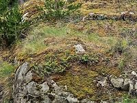 Polypodium glycyrrhiza, a Habitat Photo. This summer deciduous fern has been used by the First Nation people as a remedy for sore throats and colds. The rhizomes were chewed or steeped in hot water to make a tea. <br />
https://www.jungledragon.com/image/83493/a_frond_of_the_licorice_root_fern.html<br />
https://www.jungledragon.com/image/83494/polypodium_glycyrrhiza_growing_out_of_a_moss_covered_rock_wall.html<br />
Canada,Geotagged,Licorice Root Fern,Many-footed Fern,Polypodium glycyrrhiza,Polypodium glycyrrhiza,Summer,Sweet Root