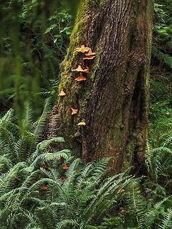 Chicken Mushrooms on an Old Coastal Douglas Fir Tree Supposedly the edges of this fungus when cooked PROPERLY tastes like chicken. You first! Not to be confused with true L. sulphureus which does not occur west of the Rocky Mountains.
https://www.centralcoastbiodiversity.org/chicken-mushroom-bull-laetiporus-conifericola.html
It was interesting to see these mushrooms sprouting all the way down to the base of this tree.
https://www.jungledragon.com/image/83530/glowing_laetiporus_conifericola_on_an_ancient_douglas_fir_tree.html Canada,Geotagged,Laetiporus conifericola,Summer