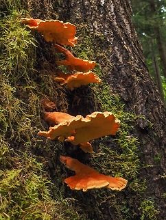 Glowing Laetiporus conifericola on an Ancient Douglas Fir Tree. It was hard to miss seeing these bright orange shelf fungus growing down the trunk of this tree.
https://www.jungledragon.com/image/83524/chicken_mushrooms_on_an_old_coastal_douglas_fir_tree.html Canada,Chicken Mushroom,Geotagged,Laetiporus conifericola,Summer