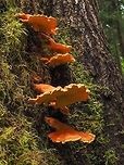 Glowing Laetiporus conifericola on an Ancient Douglas Fir Tree. It was hard to miss seeing these bright orange shelf fungus growing down the trunk of this tree.<br />
https://www.jungledragon.com/image/83524/chicken_mushrooms_on_an_old_coastal_douglas_fir_tree.html Canada,Chicken Mushroom,Geotagged,Laetiporus conifericola,Summer