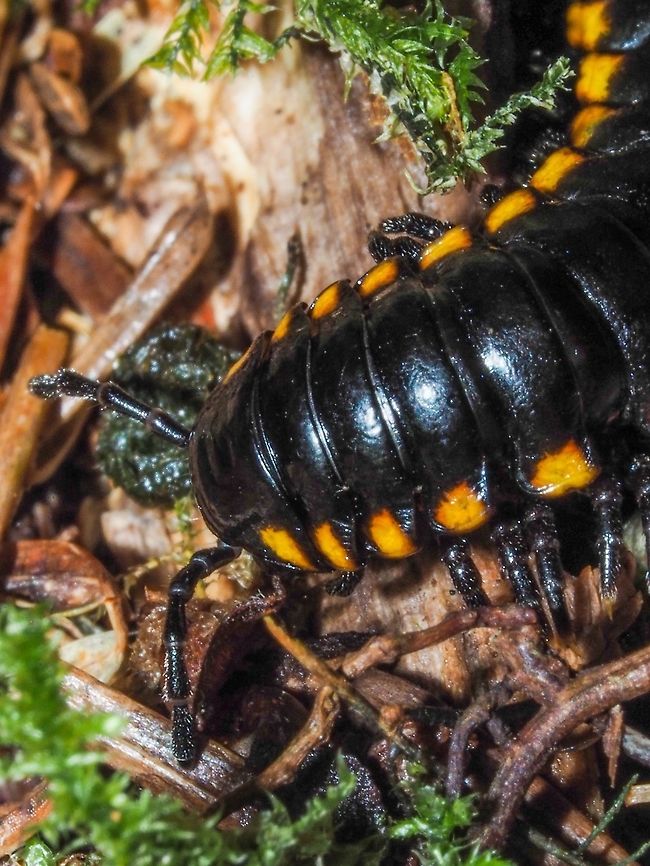 The Head End of a Yellow-spotted Millipede. This fellow had all its feet moving making it hard to get a better closeup. Canada,Geotagged,Harpaphe haydeniana,Summer,Yellow-spotted Millipede