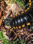 The Head End of a Yellow-spotted Millipede. This fellow had all its feet moving making it hard to get a better closeup. Canada,Geotagged,Harpaphe haydeniana,Summer,Yellow-spotted Millipede