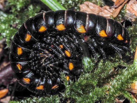 A Defensive Mechanism! A Harpaphe haydeniana when threatened (from me trying to get it to pose for its photograph) rolls into a tight ball, the head being in the centre. After handling this millipede I did notice an almond like fragrance due to the emitted hydrogen cyanide. 
https://www.jungledragon.com/image/83537/the_head_end_of_a_yellow-spotted_millipede.html Canada,Geotagged,Harpaphe haydeniana,Summer,Yellow-spotted Millipede