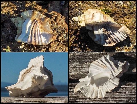 Ceratostoma foliatum, a collage. The top two photos show the rocksnail likely feeding on some barnacles. These two photos were taken a day apart... it didn&rsquo;t move much. The lower two photos show an uninhabited shell to show the three wing-like projections that are said to allow the snail to land properly if dislodged from a rock by a predator while underwater. The large &ldquo;tooth&rdquo; can be seen projecting from the aperture. 
https://www.centralcoastbiodiversity.org/leafy-hornmouth-bull-ceratostoma-foliatum.html
https://www.jungledragon.com/image/83666/a_leafy_hornmouth.html Canada,Ceratostoma foliatum,Geotagged,Leafy Hornmouth