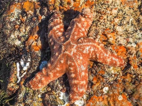 An Ochre, Ochre Sea Star! Ochre or in this case specifically yellow ochre is coloured by iron hydroxide. Yellow ochre was used as a pigment for drawing pictographs by the local First Nations people and is the one I am accustomed to seeing.There also is red or purple ochre depending on the iron oxide that makes up the pigment. https://en.m.wikipedia.org/wiki/Ochre 
It is quite unusual to see an actual ochre Pisaster ochraceus. Canada,Geotagged,Summer