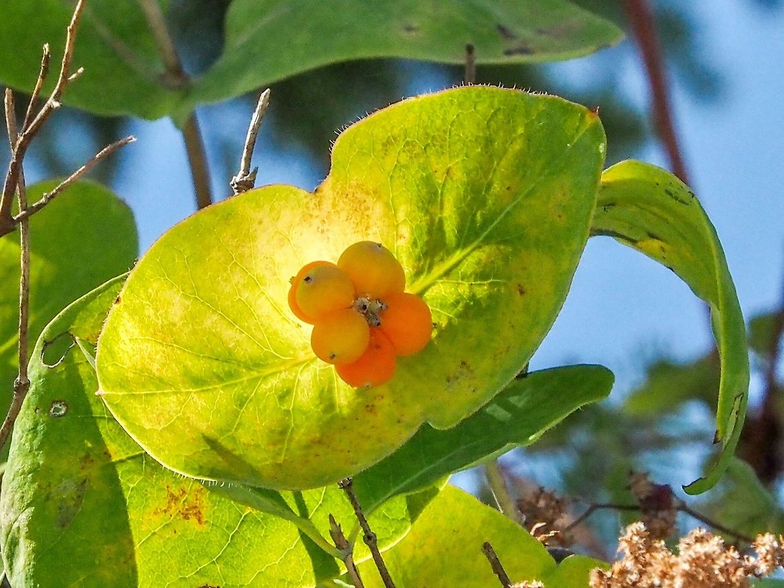 The Reddening Fruit of Lonicera ciliosa This fruit will slowly (I became impatient and had to take this photo) become redder and more translucent as it ripens.     Canada,Geotagged,Lonicera ciliosa,Orange honeysuckle,Summer,Western Trumpet Honeysuckle