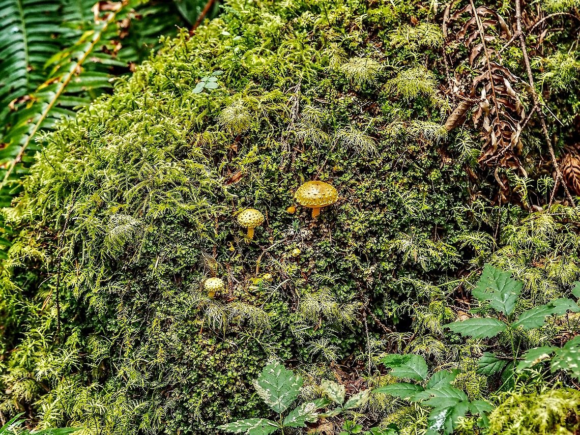 Young Specimens of Pholiota flammans. These were growing on a decaying moss covered Douglas Fir log.     <br />
<figure class="photo"><a href="https://www.jungledragon.com/image/83750/a_scaly_closeup.html" title="A Scaly Closeup."><img src="https://s3.amazonaws.com/media.jungledragon.com/images/2839/83750_thumb.jpeg?AWSAccessKeyId=05GMT0V3GWVNE7GGM1R2&Expires=1767225610&Signature=VCTt6Wyd7gCAqdeE5%2FFuAVhA7WU%3D" width="114" height="152" alt="A Scaly Closeup. A young Flaming Pholiota living up to its name. It was with a few others of its kind growing on a decaying fir tree.<br />
https://www.jungledragon.com/image/83749/young_specimens_of_pholiota_flammans.html<br />
 Canada,Flaming Pholiota,Geotagged,Pholiota flammans,Summer" /></a></figure> Canada,Flaming Pholiota,Geotagged,Pholiota flammans,Summer,Yellow Pholiota