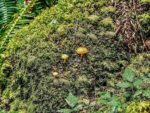 Young Specimens of Pholiota flammans. These were growing on a decaying moss covered Douglas Fir log.     
https://www.jungledragon.com/image/83750/a_scaly_closeup.html Canada,Flaming Pholiota,Geotagged,Pholiota flammans,Summer,Yellow Pholiota