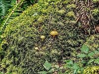 Young Specimens of Pholiota flammans. These were growing on a decaying moss covered Douglas Fir log. <br />
https://www.jungledragon.com/image/83750/a_scaly_closeup.html Canada,Flaming Pholiota,Geotagged,Pholiota flammans,Summer,Yellow Pholiota