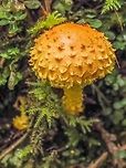 A Scaly Closeup. A young Flaming Pholiota living up to its name. It was with a few others of its kind growing on a decaying fir tree.<br />
https://www.jungledragon.com/image/83749/young_specimens_of_pholiota_flammans.html<br />
 Canada,Flaming Pholiota,Geotagged,Pholiota flammans,Summer