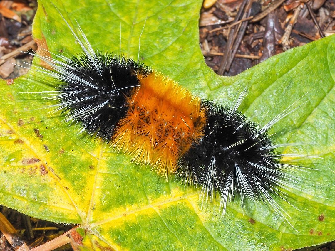 A Caterpillar of the Spotted Tussock Moth. This fellow was in the middle of the trail waiting for me to take its photo. One of this caterpillar&rsquo;s hosts is the maple and it is resting on a Bigleaf Maple leaf! Canada,Geotagged,Lophocampa maculata,Spotted Tussock Moth,Summer