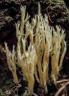 Clavulina cristata, aka, C. coralloides. This fungus was growing on the side of an exposed dirt bank in a mostly conifer forest. Canada,Clavulina coralloides,Clavulina cristata,Geotagged,Summer,White coral fungus