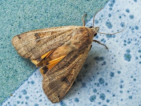A “Large Yellow Underwing Moth”. This fellow was sitting on the ashes of the studio stove when I opened the stove door to start a fire for the first time in a long time. Unfortunately it was not alive. I carefully removed it to a place that had more light to take the photo. I was surprised at how perfectly preserved it was. Canada,Fall,Geotagged,Large yellow underwing,Noctua pronuba