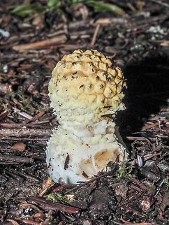A Young Amanita smithiana. Hopefully an educated guess. A. smithiana fruit in September to December and are found in coniferous forests. This specimen was found under a hemlock tree. Another point that limited my options is that A. magnaverrucata is not found in this area. Amanita smithiana,Canada,Fall,Geotagged