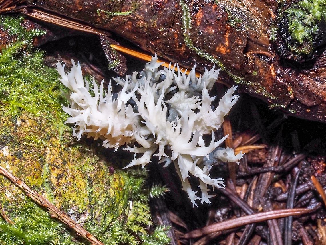 A White Coral Fungus On the dark forest floor this specimen was hard to miss.  I was glad that I had the flash to take the photo. Canada,Clavulina cristata,Fall,Geotagged,White coral fungus