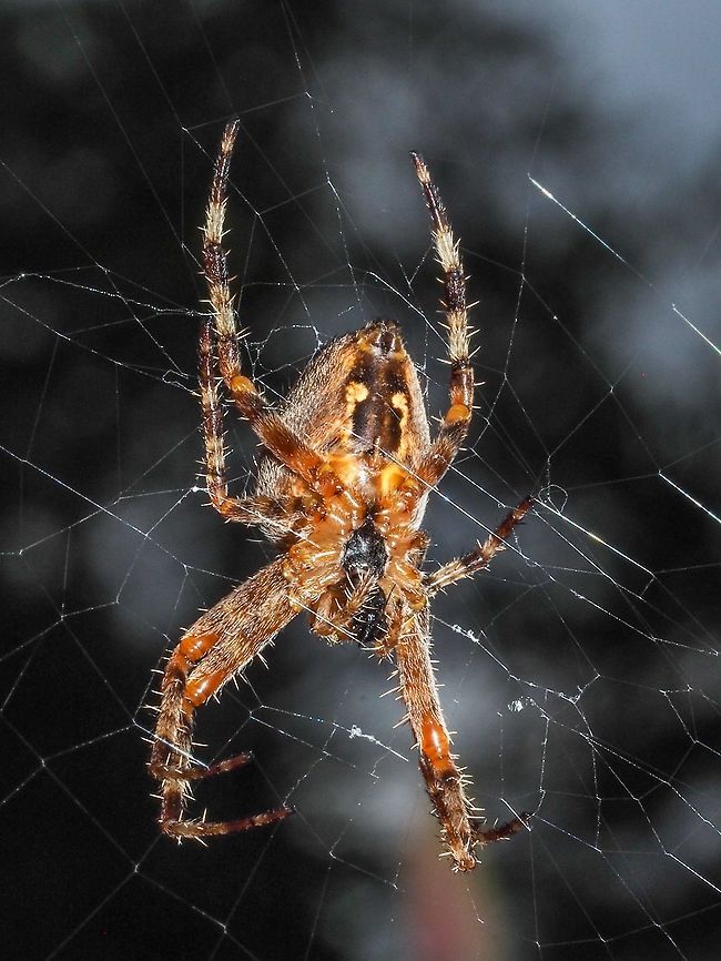Enjoying a Wee Snack! This female Cross Spider has caught a small flying insect in its web. Araneus diadematus,Canada,Cross Orb Weaver,Cross Spider,European garden spider,Fall,Geotagged
