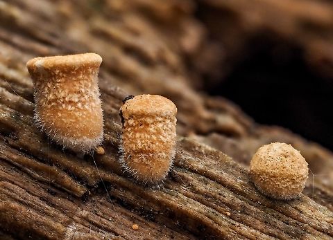 Not Yet Bird’s Nests! These are waiting for some warm weather and some rain! Bird’s Nest Fungus,Canada,Fall,Geotagged,Nidula niveotomentosa