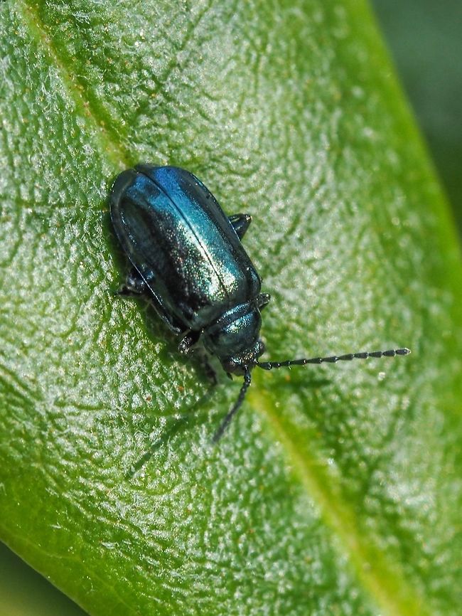 A Sunbathing Leaf Beetle Enjoying the sunshine while on a rhododendron leaf. There are many species of the genus and I&rsquo;m afraid I don&rsquo;t have the resources or tools at hand to come up with a definitive ID. It is in fact, A. ambiens. Thanks, Christine. Altica ambiens,Altica sp.,Canada,Fall,Geotagged