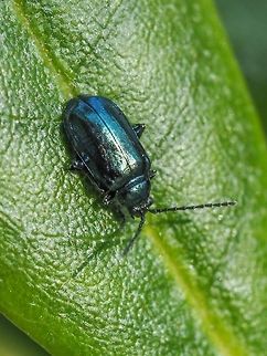 A Sunbathing Leaf Beetle Enjoying the sunshine while on a rhododendron leaf. There are many species of the genus and I&rsquo;m afraid I don&rsquo;t have the resources or tools at hand to come up with a definitive ID. It is in fact, A. ambiens. Thanks, Christine. Altica ambiens,Altica sp.,Canada,Fall,Geotagged