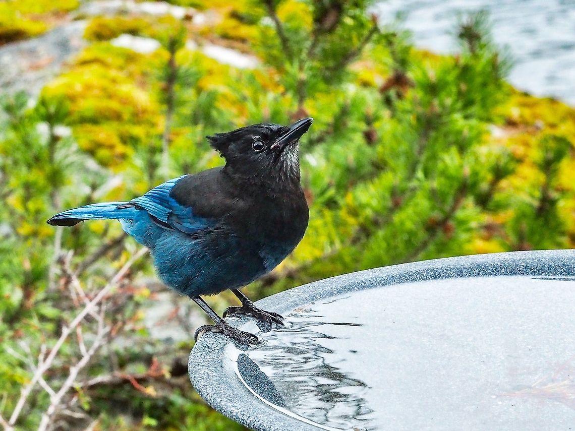 Hey, You watchin’ me drinking? A Steller&rsquo;s Jay taking a break from breaking into the neighbours suet feeder. Canada,Cyanocitta stelleri,Fall,Geotagged,Stellers jay