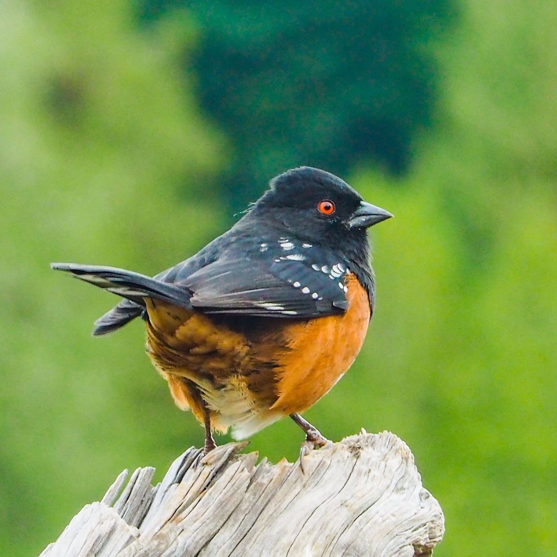Lookin’ Good! Mr. Spotted Towhee in new fall plumage and ready for winter.   Canada,Fall,Geotagged,Pipilo maculatus,Spotted towhee