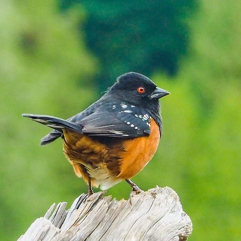 Lookin&rsquo; Good! Mr. Spotted Towhee in new fall plumage and ready for winter.   Canada,Fall,Geotagged,Pipilo maculatus,Spotted towhee