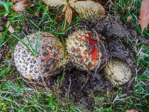 Emerging Amanitas! It has been quite dry and these &lsquo;shrooms are not quite as colourful as I would hope. These were &ldquo;hatching&rdquo; by the base of a horse-chestnut tree. Amanita muscaria,Canada,Fall,Fly agaric,Geotagged