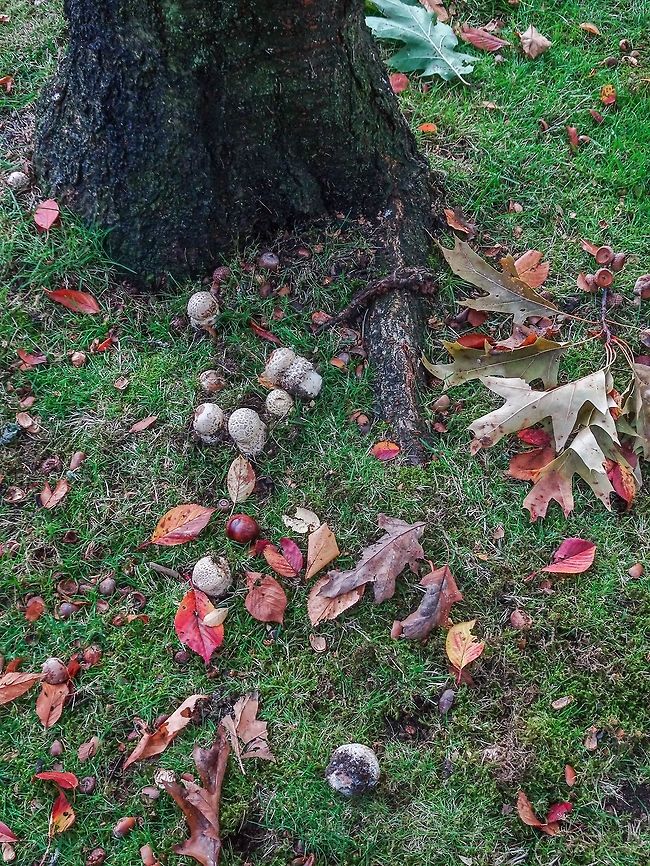 A Habitat Photo Showing An Amanita muscaria Family. These mushrooms seem to like being in close company with either horse-chestnut or oak trees. Although poisonous to humans many seem to have been pulled up and nibbled on by introduced Eastern Grey Squirrels, Sciurus carolinensis. Amanita muscaria,Canada,Fall,Fly agaric,Geotagged