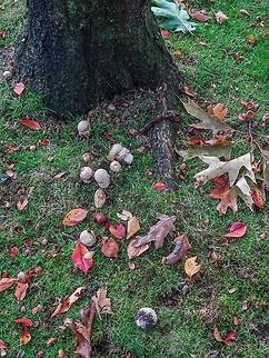 A Habitat Photo Showing An Amanita muscaria Family. These mushrooms seem to like being in close company with either horse-chestnut or oak trees. Although poisonous to humans many seem to have been pulled up and nibbled on by introduced Eastern Grey Squirrels, Sciurus carolinensis. Amanita muscaria,Canada,Fall,Fly agaric,Geotagged