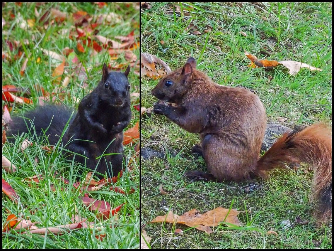 My Competition... ... looking for mushrooms, acorns or horse-chestnuts. Canada,Eastern gray squirrel,Geotagged,Sciurus carolinensis