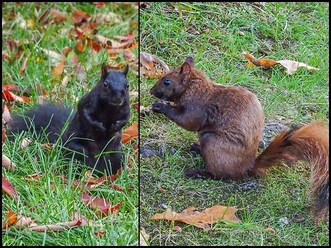 My Competition... ... looking for mushrooms, acorns or horse-chestnuts. Canada,Eastern gray squirrel,Geotagged,Sciurus carolinensis
