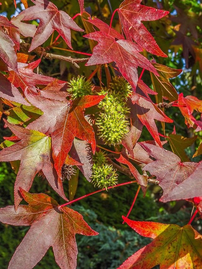 The Autunm Leaves and Fruit of Liquidambar styraciflua, the American Sweetgum. This tree, not being native here, has been planted as an ornamental on the street boulevard. It is doing a great job!                             American Sweetgum Tree,Canada,Fall,Geotagged,Liquidambar styraciflua
