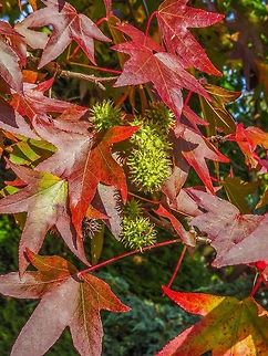 The Autunm Leaves and Fruit of Liquidambar styraciflua, the American Sweetgum. This tree, not being native here, has been planted as an ornamental on the street boulevard. It is doing a great job!                             American Sweetgum Tree,Canada,Fall,Geotagged,Liquidambar styraciflua