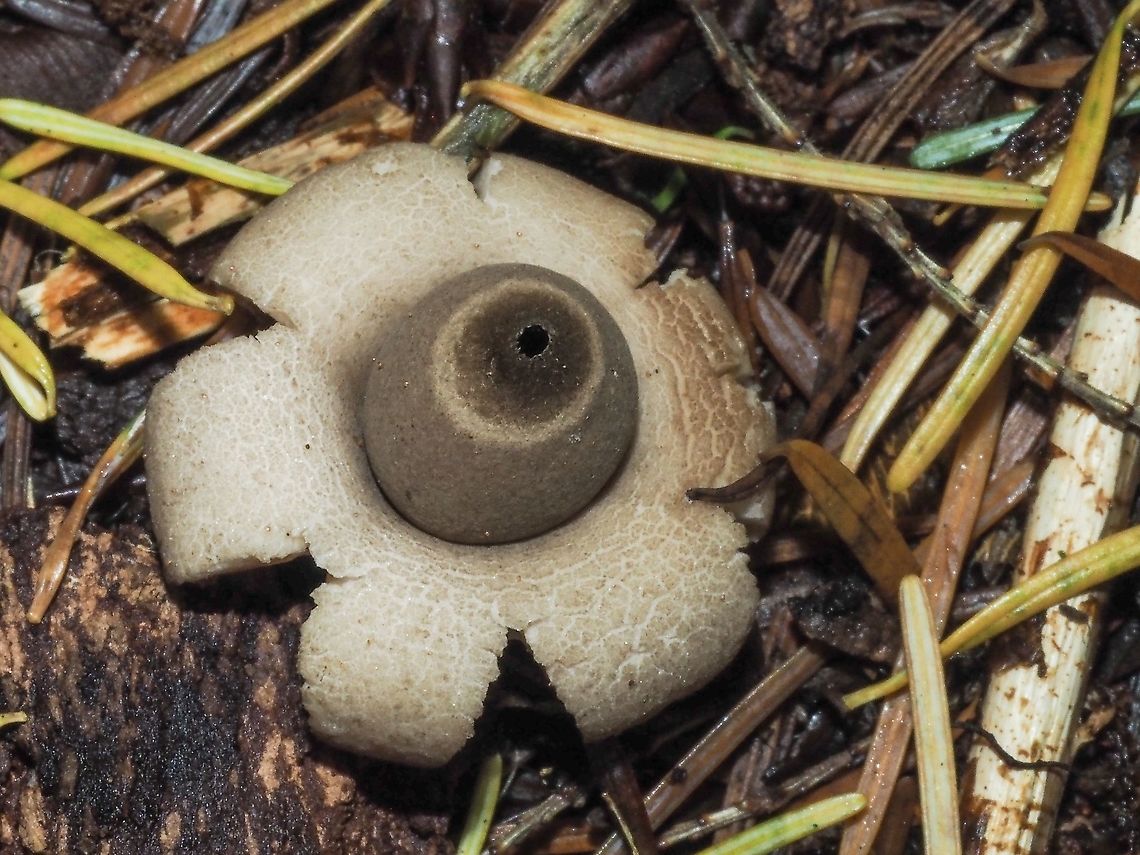 An Earth Star! Finally! After seeing photos on the internet and in mushroom books I found some of these, Geastrum saccatum, myself. What a pleasant surprise. This specimen was on the mostly coniferous forest floor right beside the trail.   Canada,Fall,Geastrum saccatum,Geotagged,Rounded earthstar
