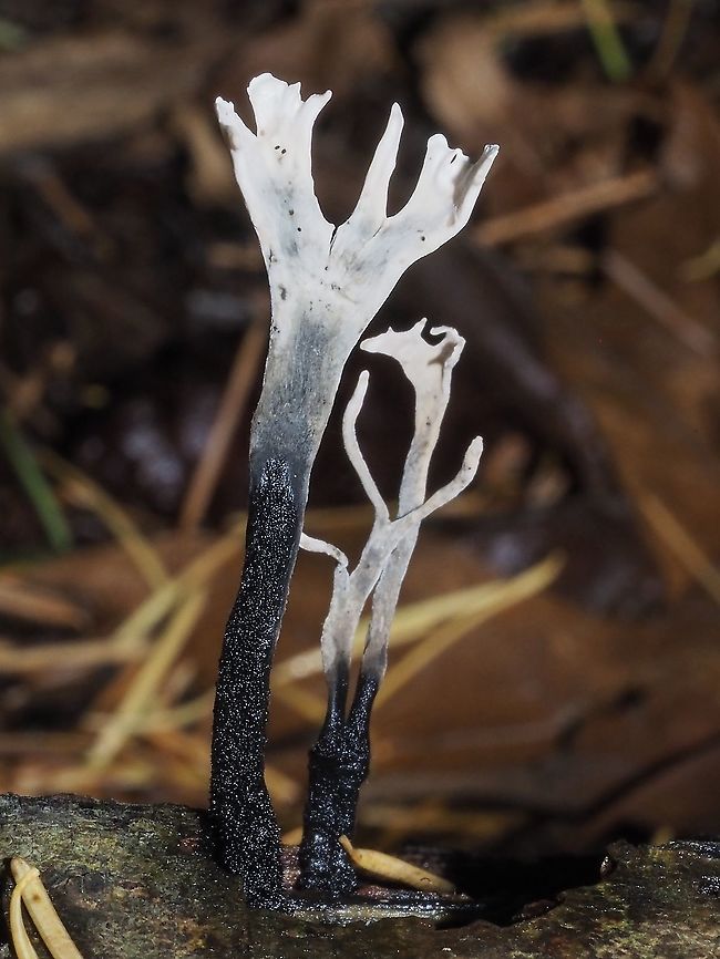 Carbon Antlers! What a fitting common name. These are about 3cm tall and are growing out of a decaying red alder log. The white tips are from a coating of very white asexual spores. Canada,Candlesnuff fungus,Carbon Antlers,Fall,Geotagged,Xylaria hypoxylon