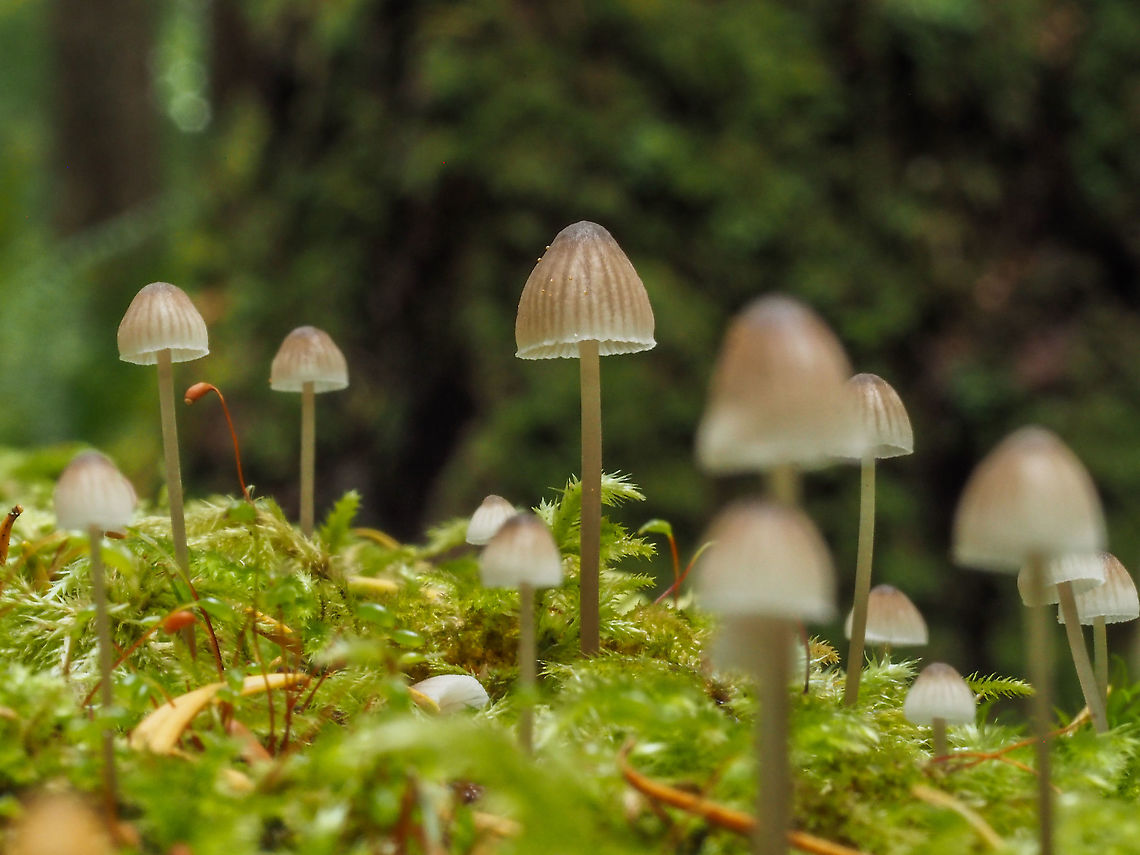 YAM! When crushed these fellows emitted a bleach like odour. Although they could in actual fact be M. leptocephala. As David Arora says in his book &ldquo;Mushrooms Demystified&rdquo;, &ldquo;YAM, yet another mycena!&rdquo;. About the edibility he says, &ldquo;Who knows? Who cares? I don&rsquo;t. Do you?&rdquo; This group had colonized the top surface of a moss covered log. Canada,Fall,Geotagged,Mycena alcalina,Mycena leptocephala,Nitrous bonnet,Stump fairy helmet mushroom