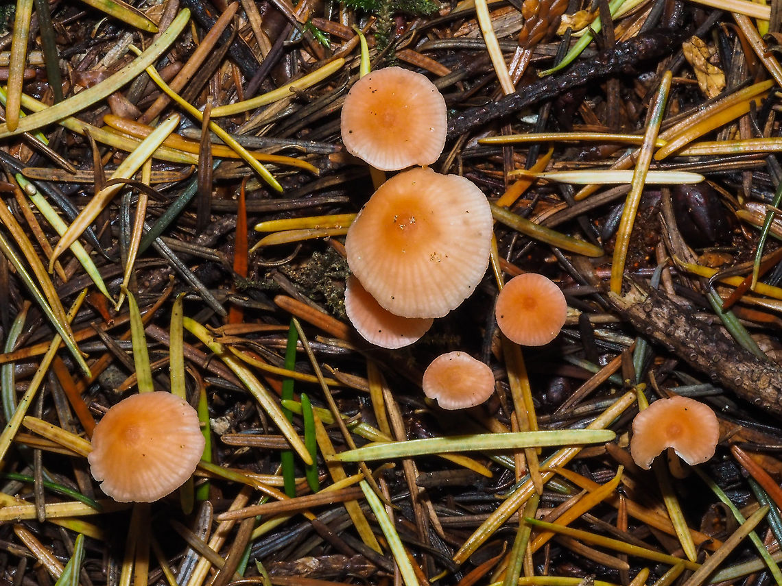 Mycena adonis. I think I may have got this one right! A Mycena mushroom I am sure of... maybe. They like an acidic soil and all those Douglas Fir needles guarantee that acidity.  Canada,Fall,Geotagged,Mycena adonis,Scarlet bonnet