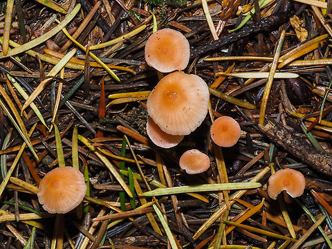 Mycena adonis. I think I may have got this one right! A Mycena mushroom I am sure of... maybe. They like an acidic soil and all those Douglas Fir needles guarantee that acidity.  Canada,Fall,Geotagged,Mycena adonis,Scarlet bonnet